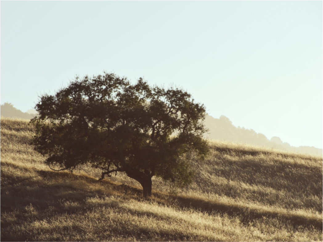 Main image Hillside Tree